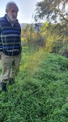 Austrostipa verticillata