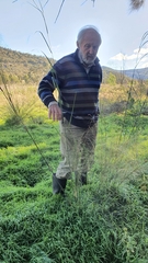 Austrostipa verticillata