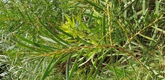 Acacia uncifolia