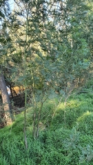 Acacia parvipinnula