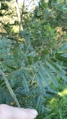 Acacia parvipinnula