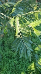 Acacia parvipinnula