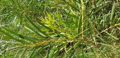Acacia uncifolia