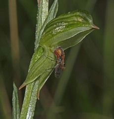 Pterostylis tunstallii