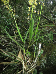 Epidendrum cylindrostachys