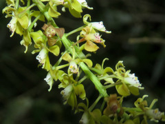 Epidendrum cylindrostachys