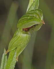 Pterostylis tunstallii