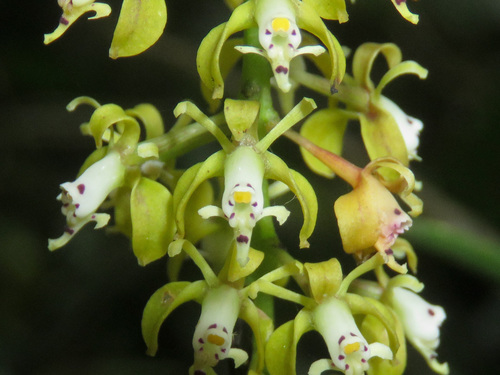 Epidendrum cylindrostachys Rchb.f. & Warsz. 2