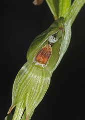 Pterostylis tunstallii