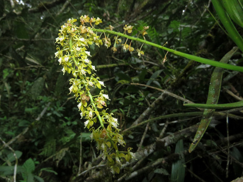 Epidendrum cylindrostachys Rchb.f. & Warsz. 3