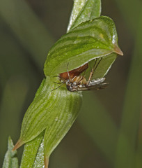 Pterostylis tunstallii