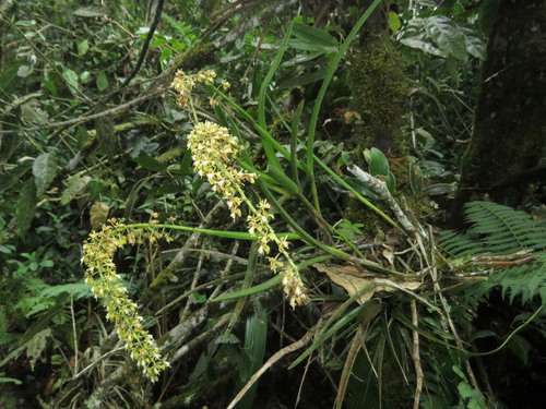 Epidendrum cylindrostachys Rchb.f. & Warsz. 4