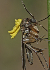 Pterostylis tunstallii