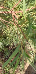 Acacia uncifolia