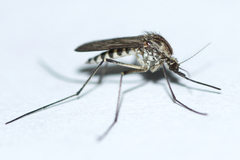 Aedes provocans