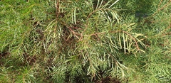 Acacia uncifolia