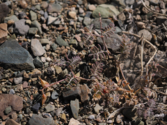 Astragalus inyoensis
