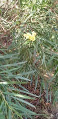 Acacia uncifolia