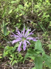 Monarda fistulosa fistulosa