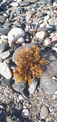 Cystoseira humilis