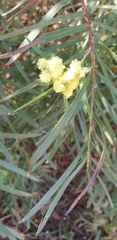 Acacia uncifolia