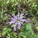 Wild Bergamot - Photo no rights reserved, uploaded by John Kees