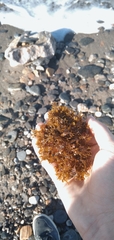 Cystoseira humilis