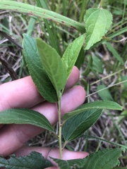 Ceanothus americanus pitcheri