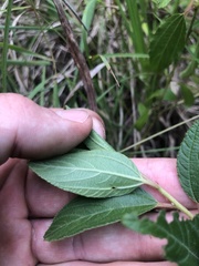 Ceanothus americanus pitcheri