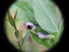 Vicia johannis