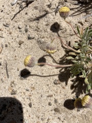 Erigeron aphanactis
