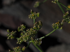 Cymopterus petraeus