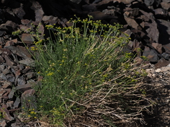 Cymopterus petraeus