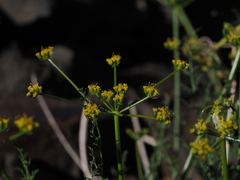 Cymopterus petraeus