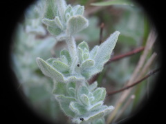 Hypericum tomentosum