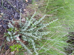 Hypericum tomentosum