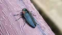 Belionota prasina