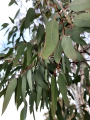 Eucalyptus tricarpa