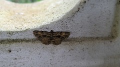 Psilalcis galsworthyi