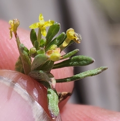 Camissonia parvula