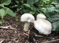 Agaricus xanthodermus