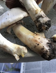 Agaricus xanthodermus