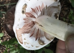 Agaricus xanthodermus