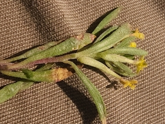 Camissonia parvula
