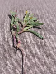 Camissonia parvula