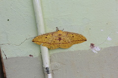 Eacles imperialis cacicus