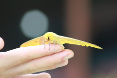 Eacles imperialis cacicus