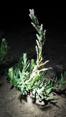 Oenothera suffrutescens