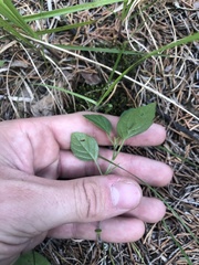 Physalis virginiana