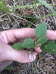 Physalis virginiana